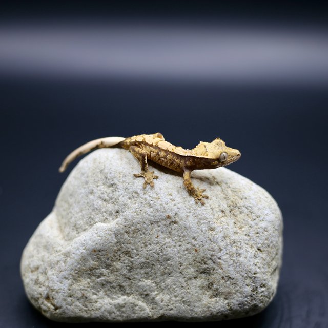 노멀 쿼드 텐저린