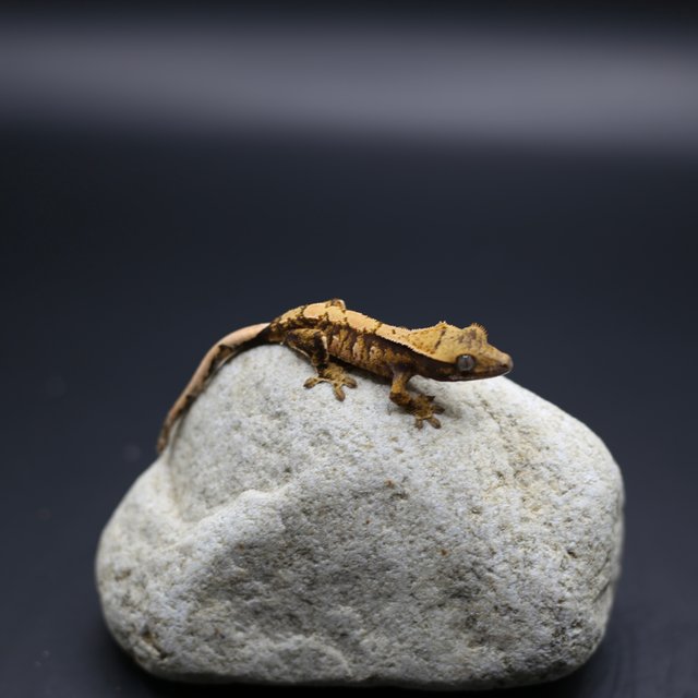 노멀 텐저린 옐로우 화이트스팟