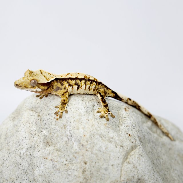 노멀 트라이 화이트 텐저린