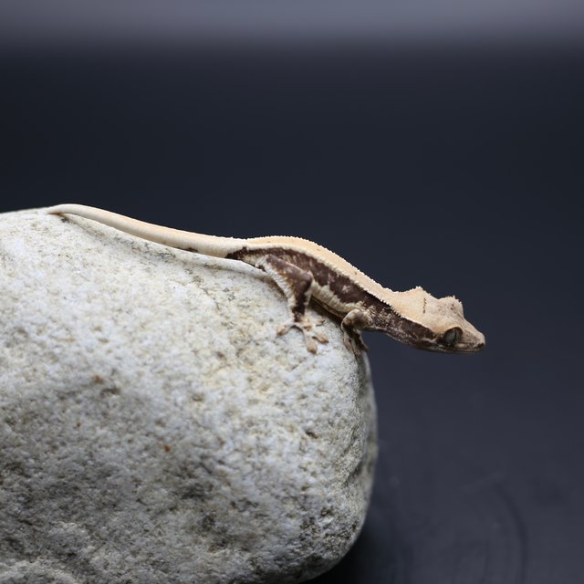 릴리화이트 솔리드백 화이트핀 화이트