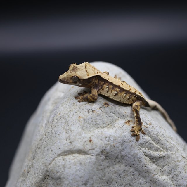 노멀 트라이 텐저린 화이트