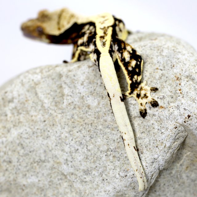 노멀 트라이 화이트스팟 풀핀 다크