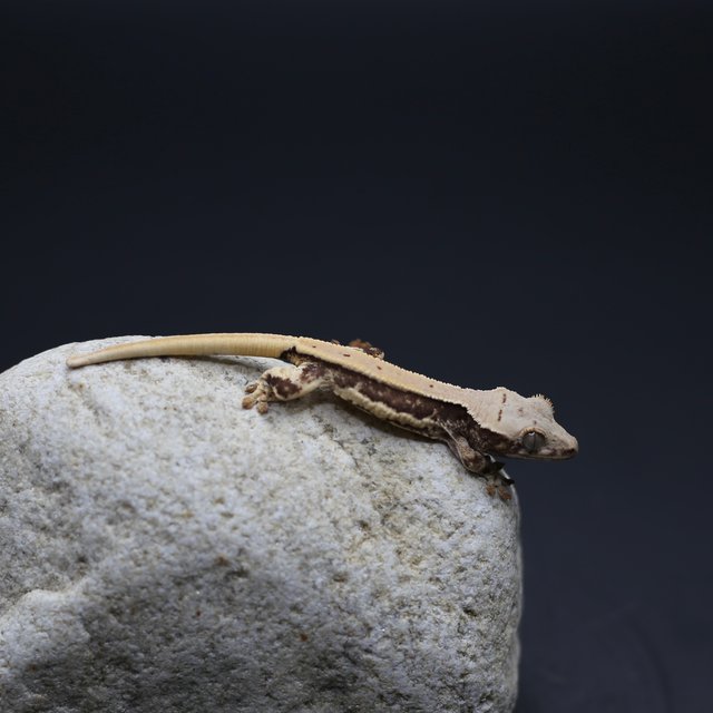 릴리화이트 화이트