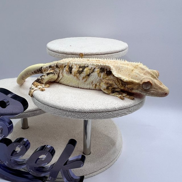 릴리화이트 화이트