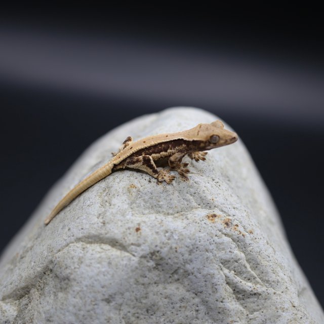 릴리화이트 화이트