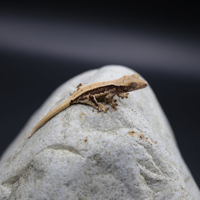 릴리화이트 화이트