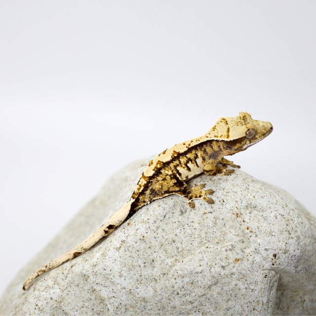 노멀 트라이 화이트 텐저린