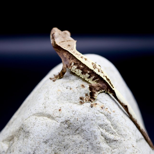 카푸치노 트라이 풀핀