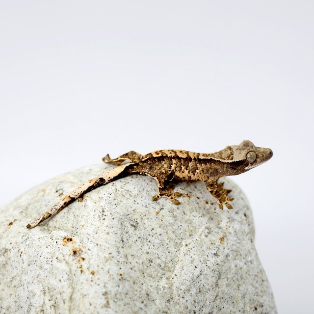 노멀 트라이 화이트포트홀 화이트스팟 텐저린