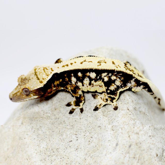 노멀 트라이 화이트스팟 풀핀 다크