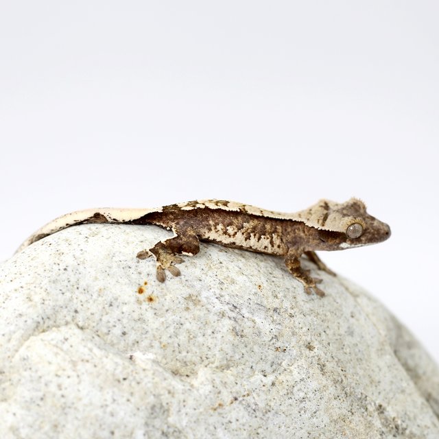 노멀 트라이 화이트 텐저린