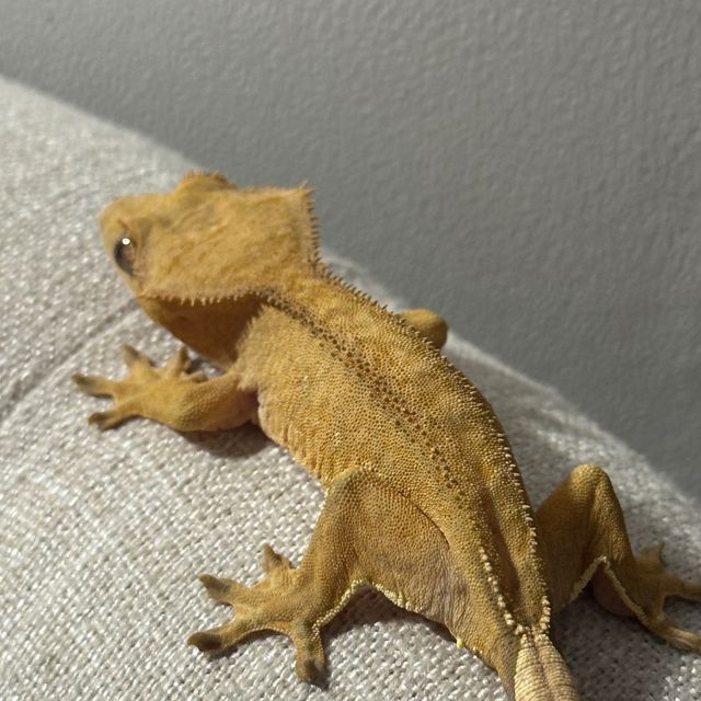 옐로우 벅스킨