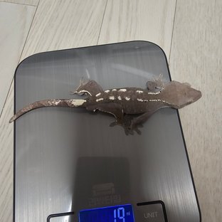 아잔틱