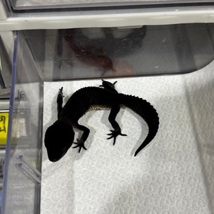 블랙나이트