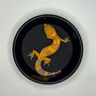 트램퍼알비노