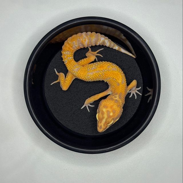 썬글로우