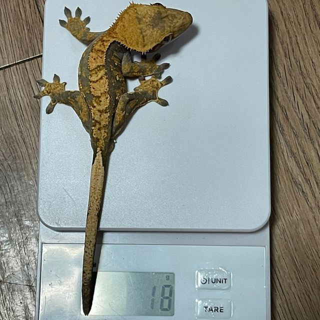 100%헷아잔틱