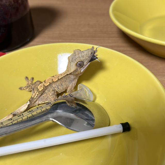 100%헷아잔틱