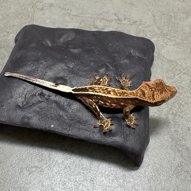카푸치노