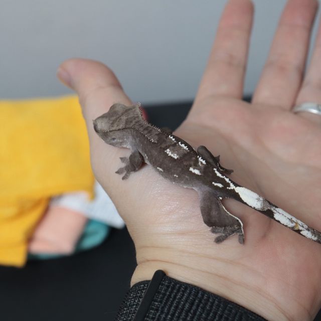 아잔틱
