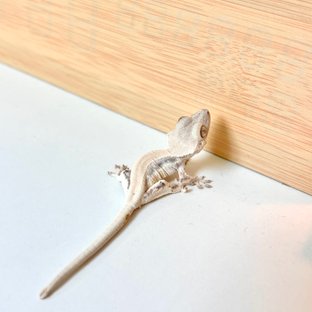 솔리드백 화이트 릴리화이트