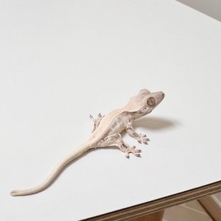 릴리화이트 솔리드백 화이트