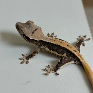 릴리100%헷아잔틱 릴잔틱