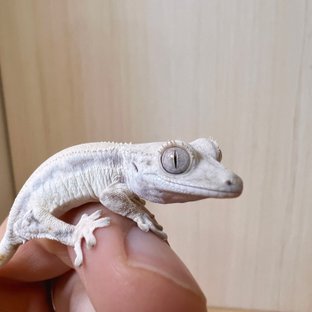 릴리화이트 솔리드백 화이트