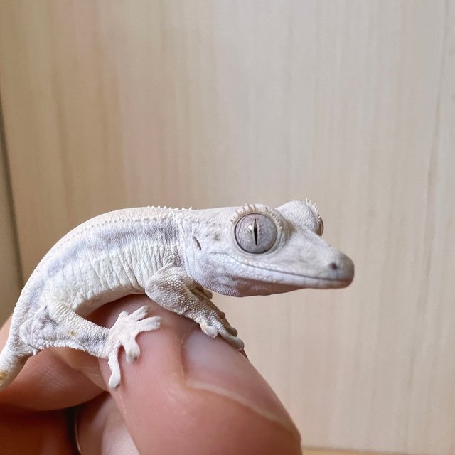 릴리화이트 솔리드백 화이트핀 화이트