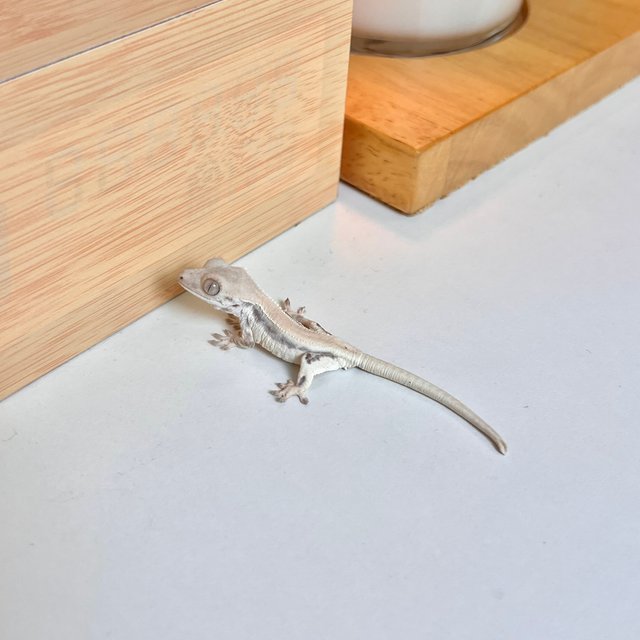 릴리화이트 솔리드백 화이트핀 화이트