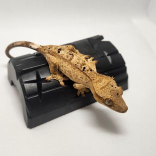 달마시안
