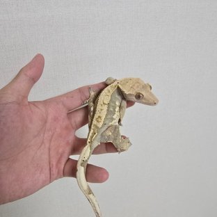 할리퀸