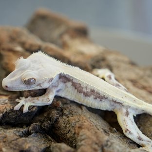 릴리100%헷아잔틱