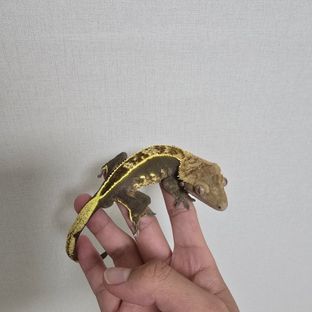 쿼드