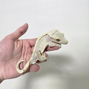 크림 크림시클
