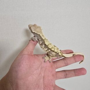 익스트림할리퀸