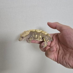 익스트림할리퀸