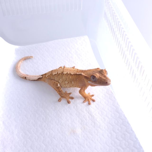 크림 크림시클