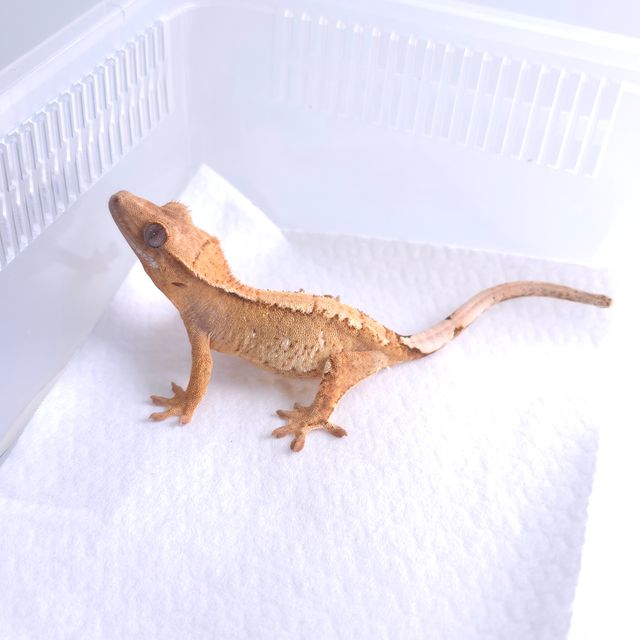 크림 크림시클