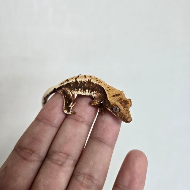 프라푸치노