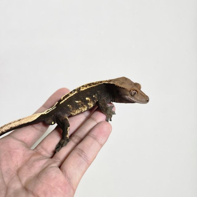 쿼드 블랙 할로윈