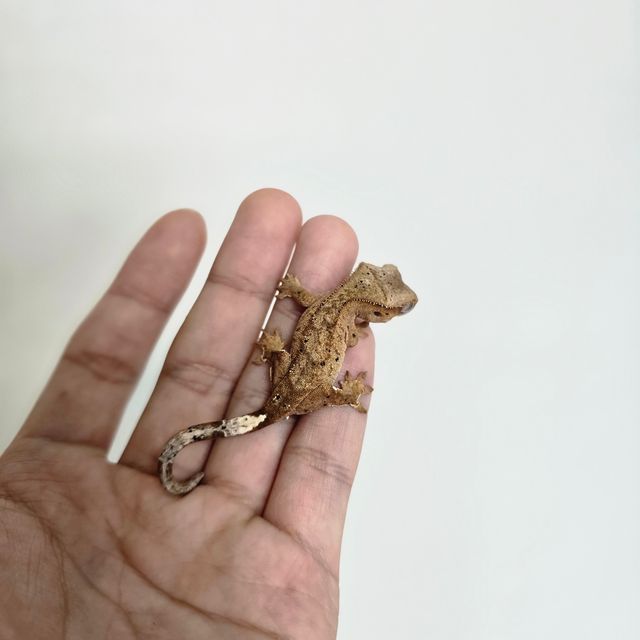 달마시안