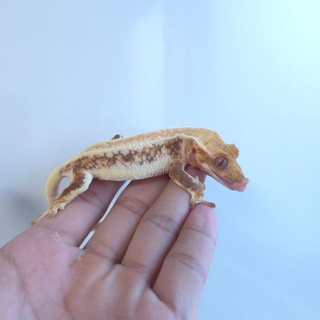 릴리화이트