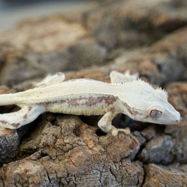 릴리100%헷아잔틱