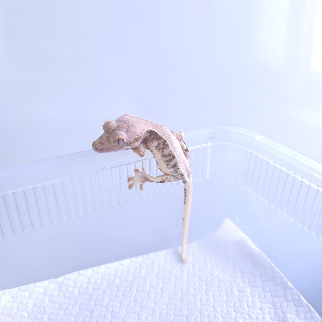 릴리100%헷아잔틱
