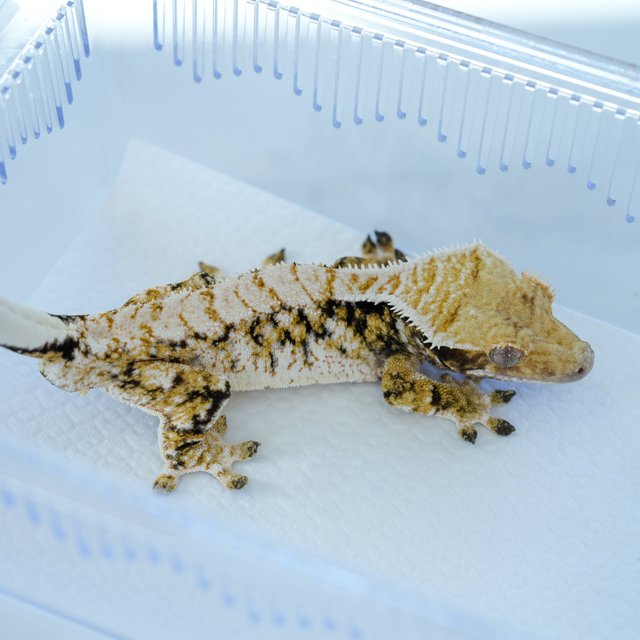 트라이 드리피 화이트스팟