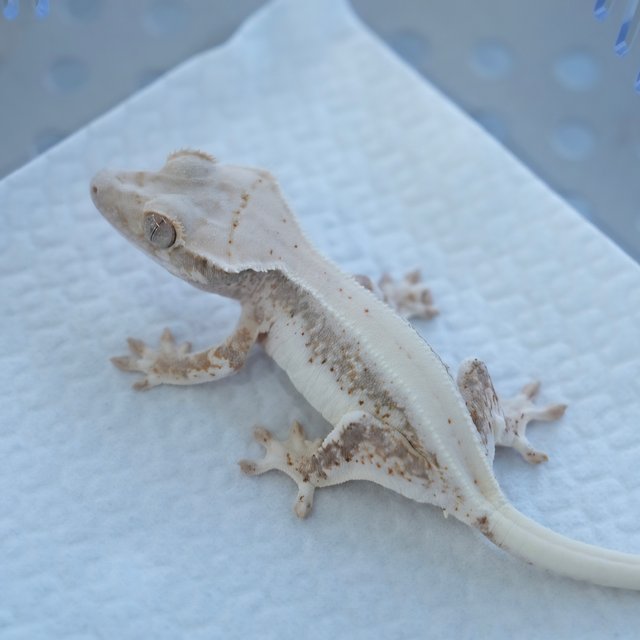 릴리100%헷아잔틱