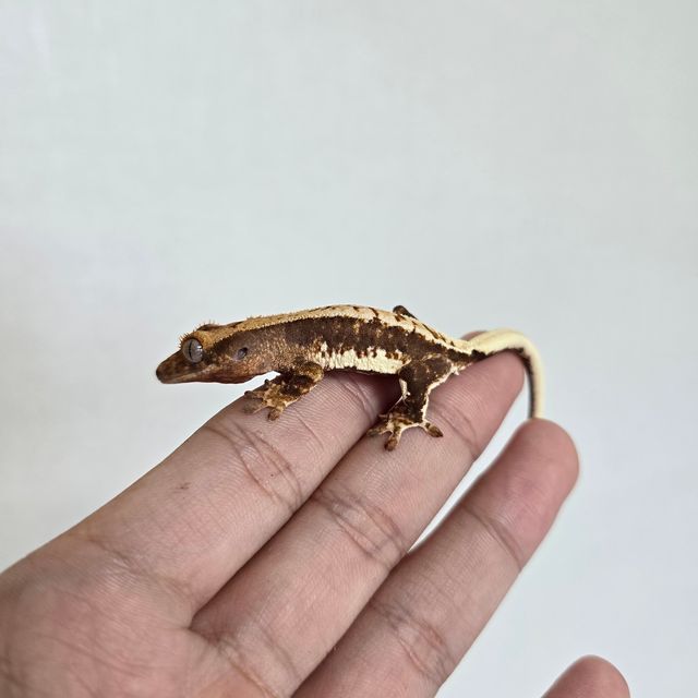 프라푸치노