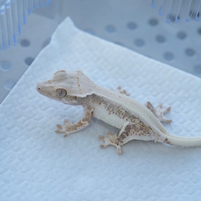 릴리100%헷아잔틱