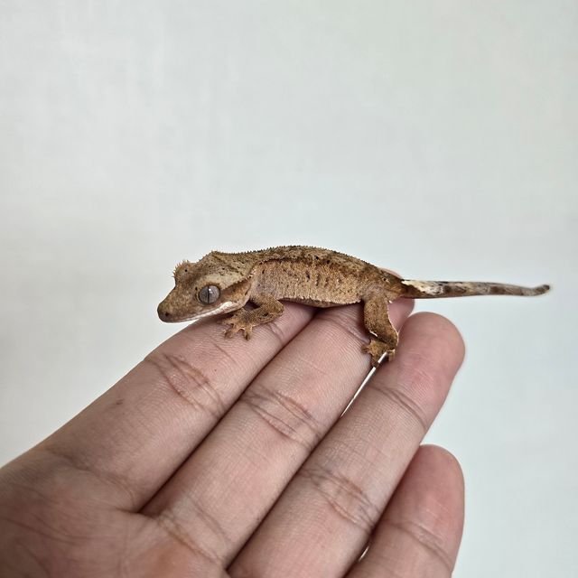 달마시안